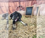 JJ 2025 M2 - Male Catahoula Leopard Dog Puppy for Sale - Photo #4