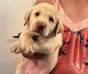 Labrador Retriever Puppy for sale in RIVERVIEW, FL, USA