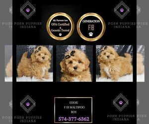 Maltipoo Puppy for sale in WARSAW, IN, USA