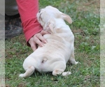 Small Photo #13 French Bulldog Puppy For Sale in GRAVETTE, AR, USA