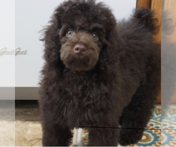 Medium Photo #1 Schnoodle (Miniature) Puppy For Sale in DINWIDDIE, VA, USA