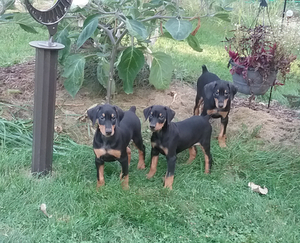 Doberman Pinscher Puppy for sale in NAPOLEON, OH, USA