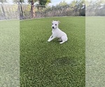 Small #1 Italian Greyhound