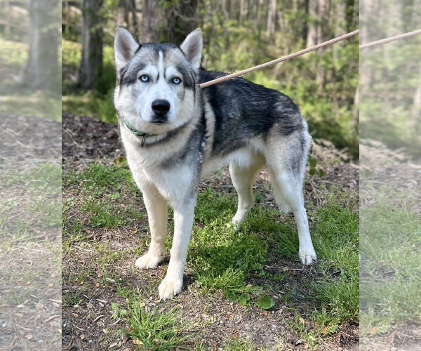 Medium Photo #3 Siberian Husky Puppy For Sale in Clarkesville, GA, USA
