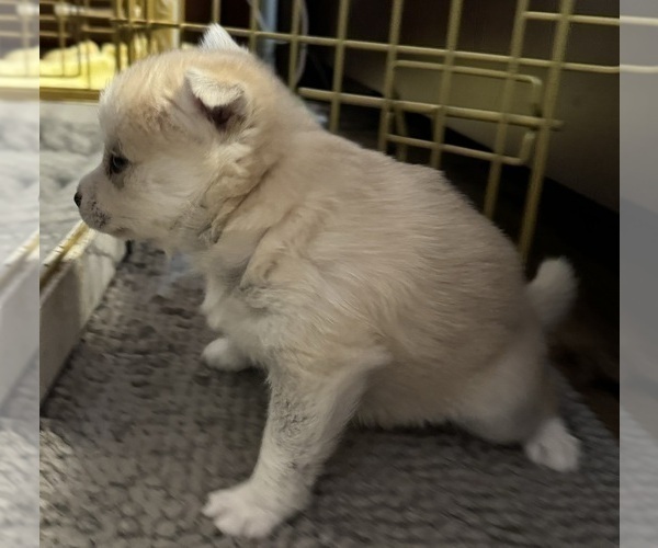 Medium Photo #162 Pomsky Puppy For Sale in LOVELAND, CO, USA
