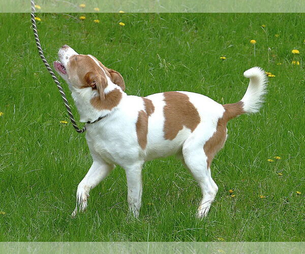 Medium Photo #3 American Staffordshire Terrier-Beagle Mix Puppy For Sale in Pittsburgh, PA, USA