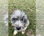 Small Photo #7 Aussiedoodle Puppy For Sale in MYRTLE, MO, USA