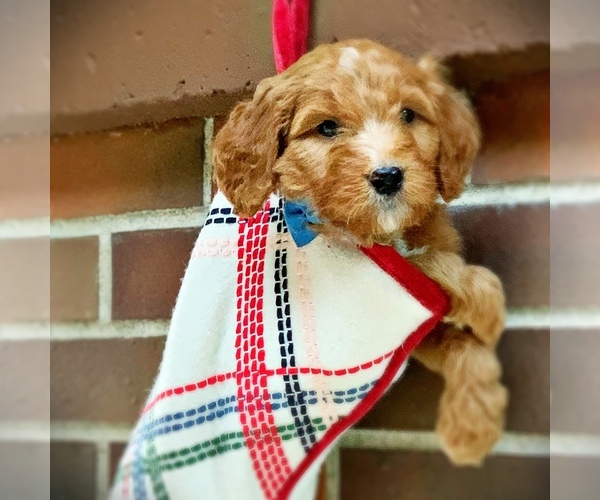 Medium Photo #7 Irish Doodle Puppy For Sale in SILVERDALE, WA, USA