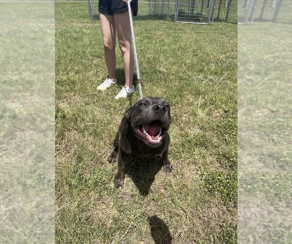 Medium Photo #3 Mutt Puppy For Sale in Abbeville, LA, USA
