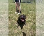 Small #2 Mutt