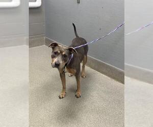 Mutt Dogs for adoption in Las Vegas, NV, USA