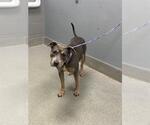 Small Mutt