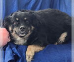 Small Photo #5 Australian Shepherd-Unknown Mix Puppy For Sale in Cuba, NY, USA