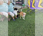 Small #4 Beagle-Staffordshire Bull Terrier Mix