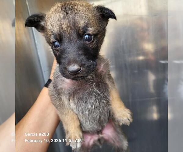 Medium Photo #1 German Shepherd Dog Puppy For Sale in San Antonio, TX, USA