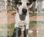 Small #1 Siberian Husky Mix
