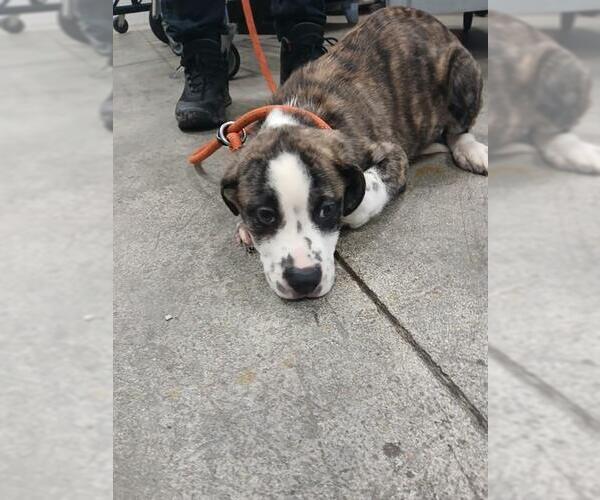 Medium Photo #1 Mastiff Puppy For Sale in Fort Lauderdale, FL, USA