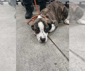 Mastiff Dogs for adoption in Fort Lauderdale, FL, USA