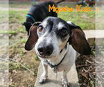 Small #12 Dachshund Mix