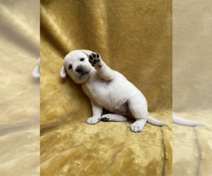 Labrador Retriever Puppy for sale in AZUSA, CA, USA