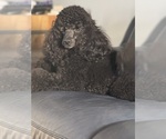 Small #3 Poodle (Miniature)