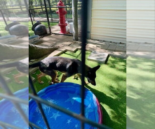 Medium Photo #14 German Shepherd Dog-Miniature Pinscher Mix Puppy For Sale in Winston Salem, NC, USA