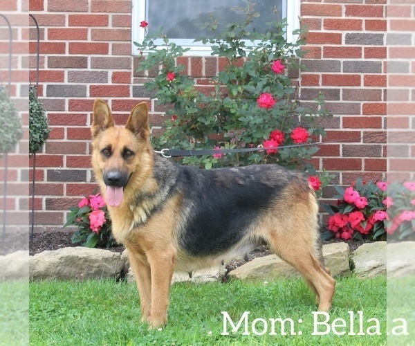 Medium Photo #1 German Shepherd Dog Puppy For Sale in MILLERSBURG, OH, USA