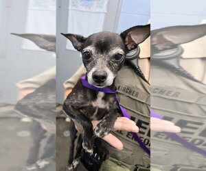 Chihuahua Dogs for adoption in Evansville, IN, USA