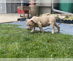 Small Photo #6 American Bully Puppy For Sale in OVERLAND, KS, USA