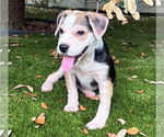 Small Mutt