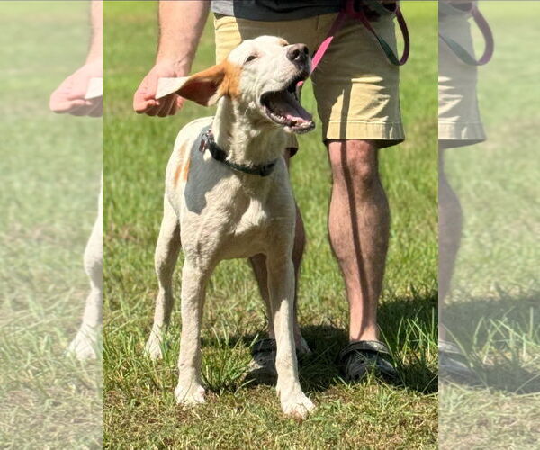 Medium Photo #1 English Foxhound-Unknown Mix Puppy For Sale in Holly Springs, NC, USA