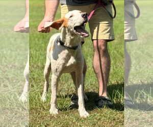 English Foxhound-Unknown Mix Dogs for adoption in Holly Springs, NC, USA