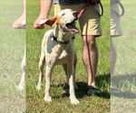 Small English Foxhound Mix