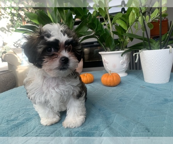 Medium Photo #8 Zuchon Puppy For Sale in RENO, NV, USA
