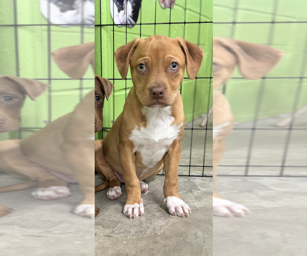 Medium Photo #1 Mutt Puppy For Sale in Elmsford, NY, USA