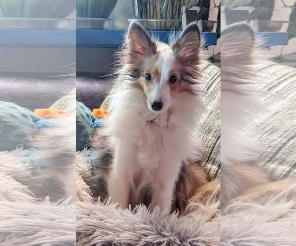 Medium Photo #7 Mutt Puppy For Sale in Wamego, KS, USA