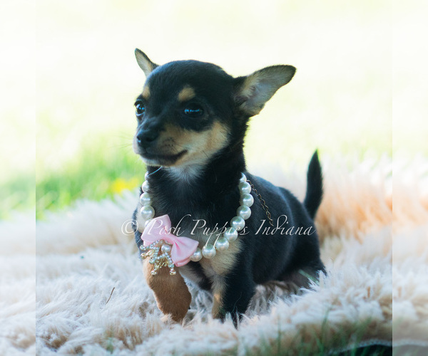 Medium Photo #42 Chihuahua Puppy For Sale in WARSAW, IN, USA