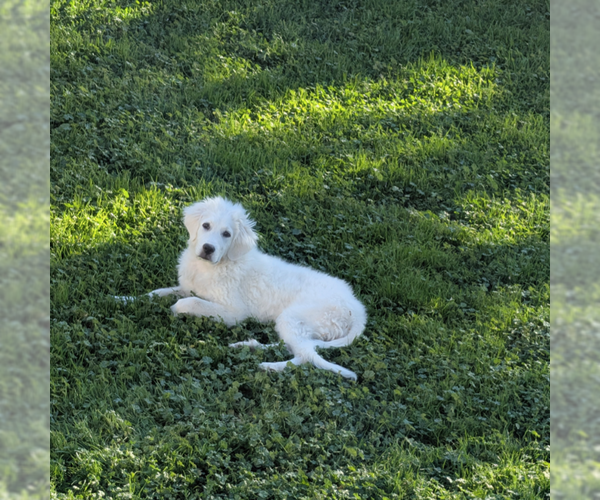 Medium Photo #3 Great Pyrenees Puppy For Sale in MIDWAY, UT, USA