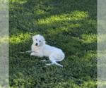 Small #2 Great Pyrenees