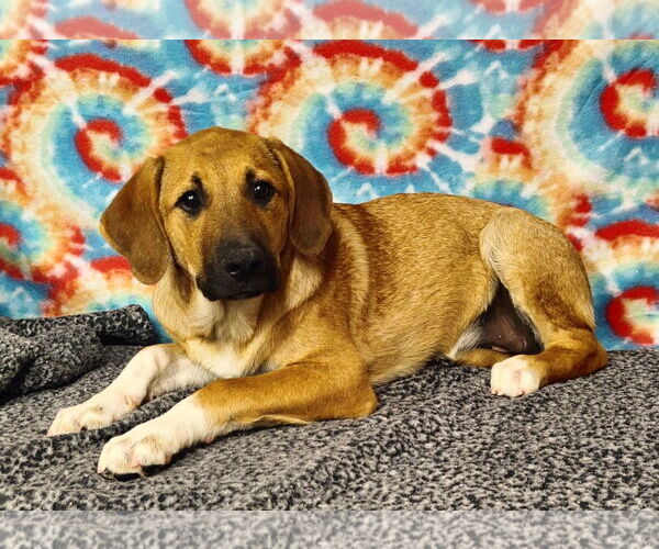 Medium Photo #6 Great Pyrenees-Unknown Mix Puppy For Sale in Talladega, AL, USA