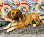 Small #5 Great Pyrenees Mix