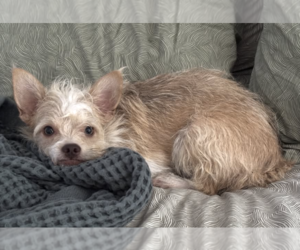 Justin Bieber - Male Mutt Dog for Adoption - Photo #3