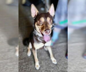 Buzz - Male Labsky Dog for Adoption - Photo #9