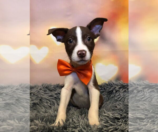 Medium Photo #5 Aussie Siberian Puppy For Sale in Hillsboro, MO, USA