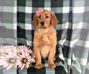 Golden Retriever Puppy for sale in OXFORD, PA, USA