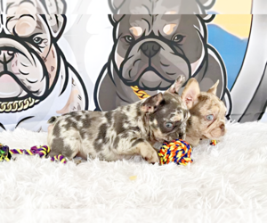 French Bulldog Puppy for sale in LEHIGH ACRES, FL, USA