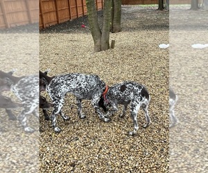 German Shorthaired Pointer Puppy for sale in OAK LAWN, IL, USA