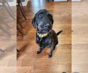 Chesa-Poo Dogs for adoption in Springdale, PA, USA