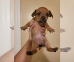 Puppy Toffee Chiweenie