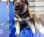 Small Photo #6 German Shepherd Dog Puppy For Sale in IONIA, MI, USA